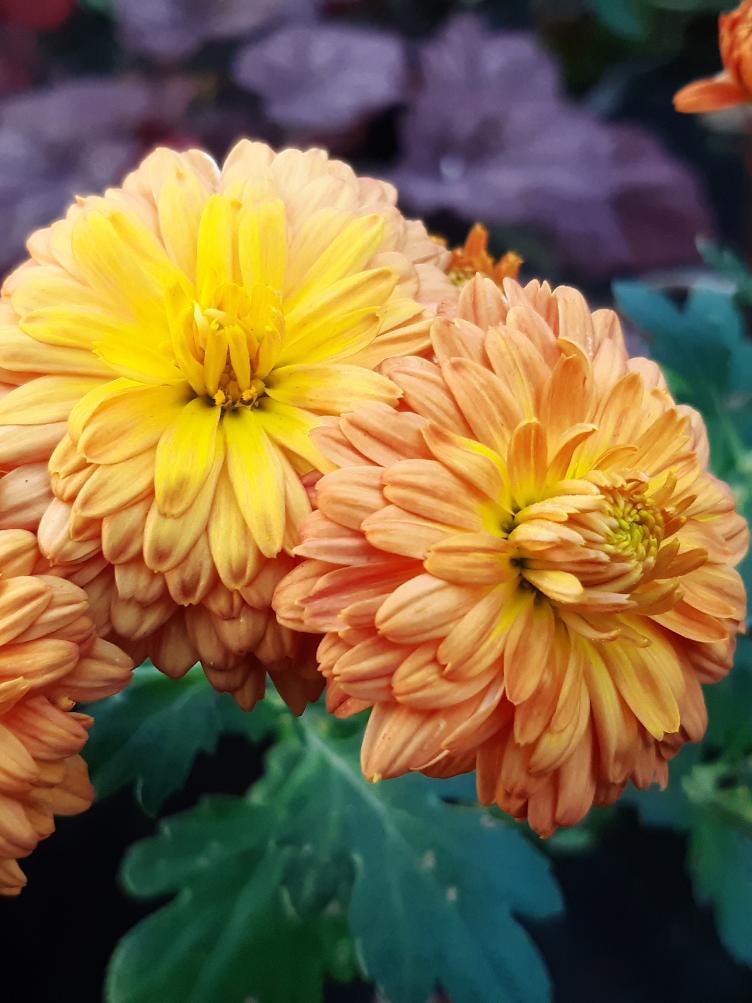 Chrysanthemum x grandiflorum `Nigritella`