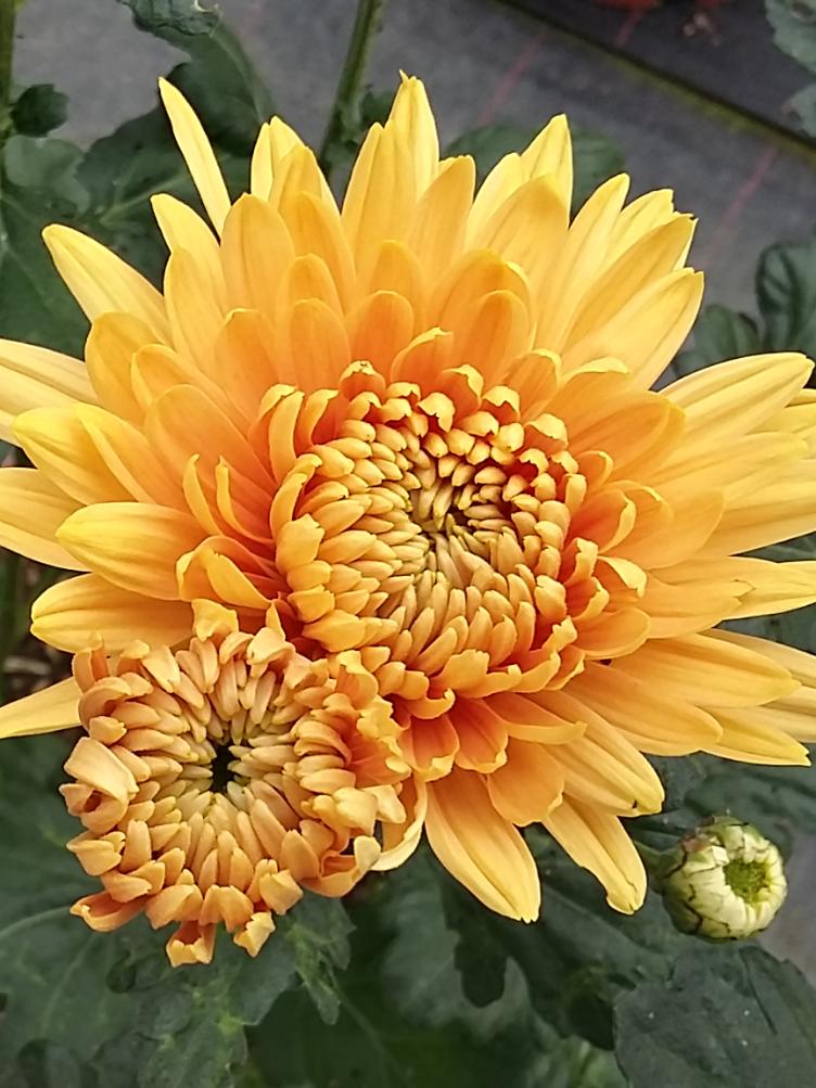 Chrysanthemum x grandiflorum `Paglia`