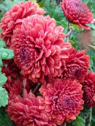 Chrysanthemum x grandiflorum `Rehauge`