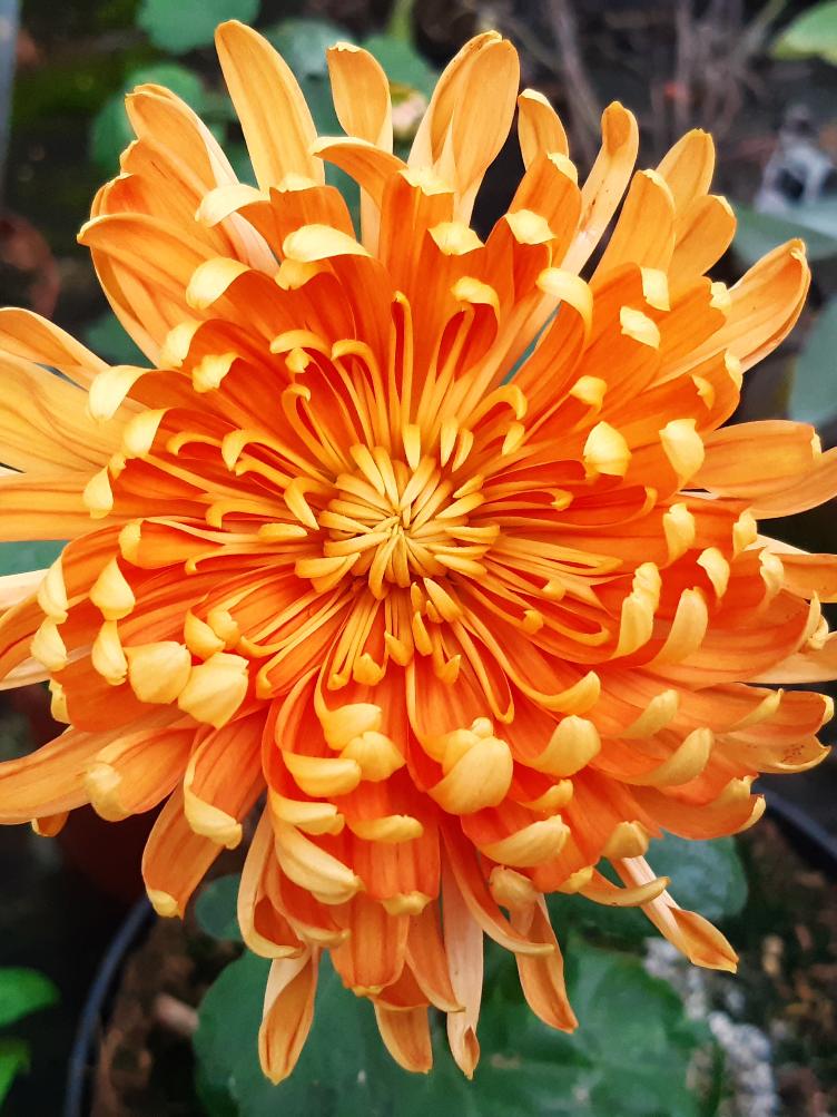Chrysanthemum x grandiflorum `Romaio`