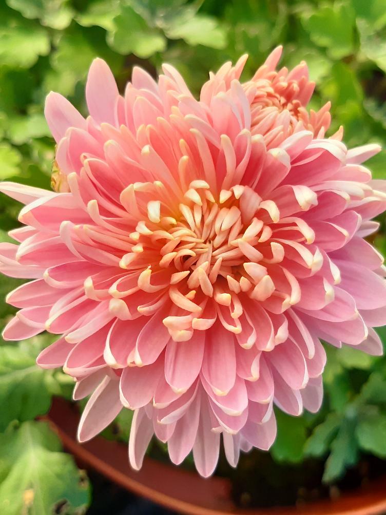Chrysanthemum x grandiflorum `Rosa Fire Drake`