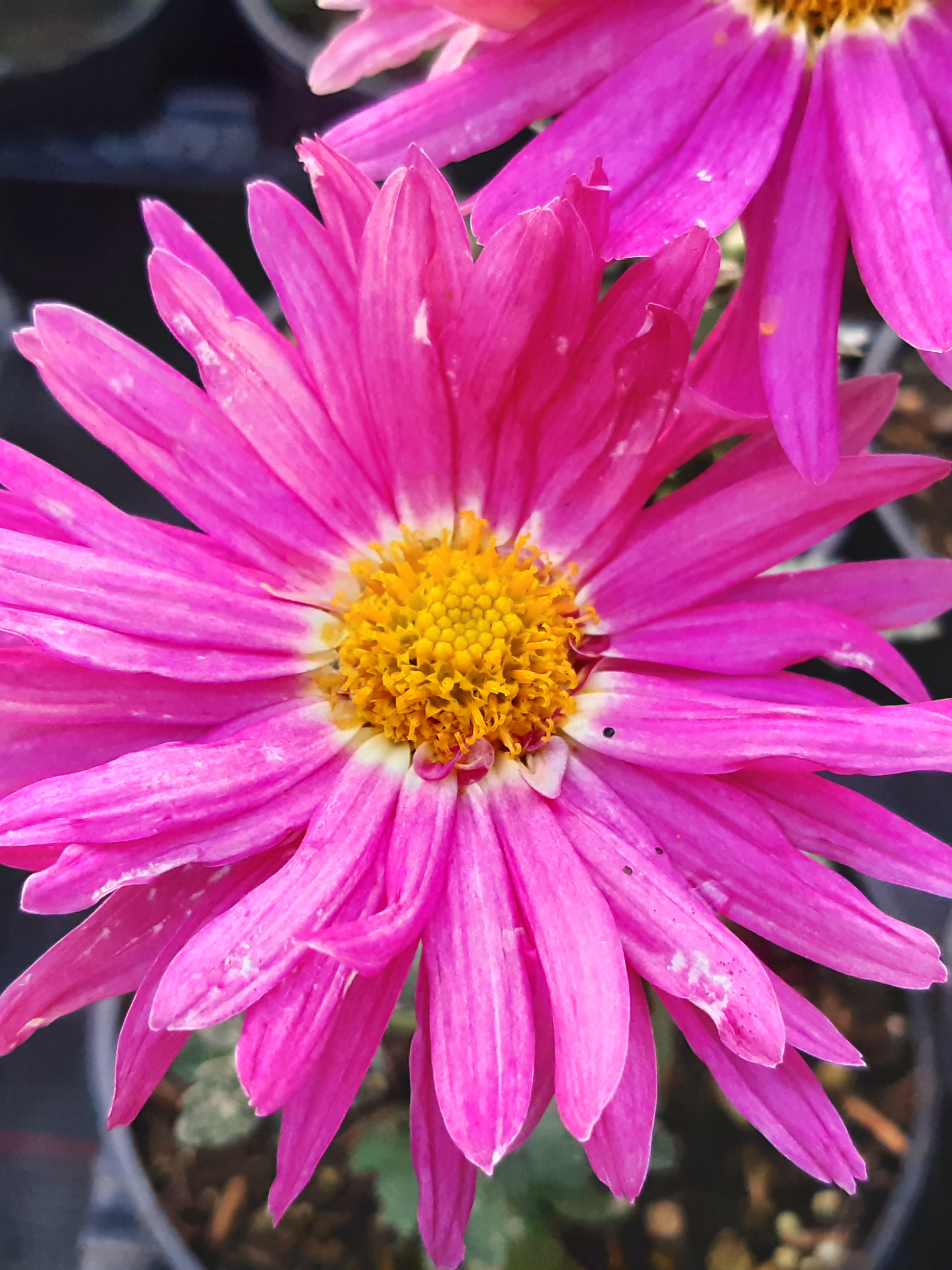 Chrysanthemum x grandiflorum `Rosa von Inkwil`