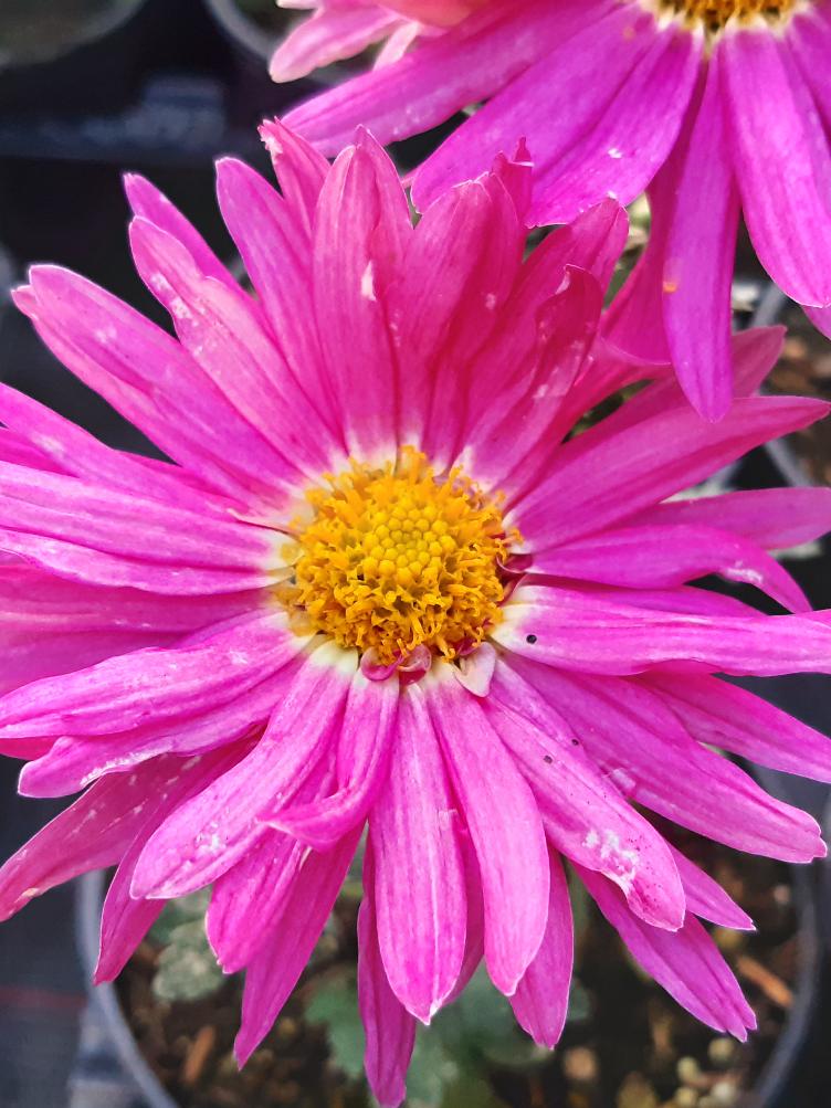 Chrysanthemum x grandiflorum `Rosa von Inkwil`