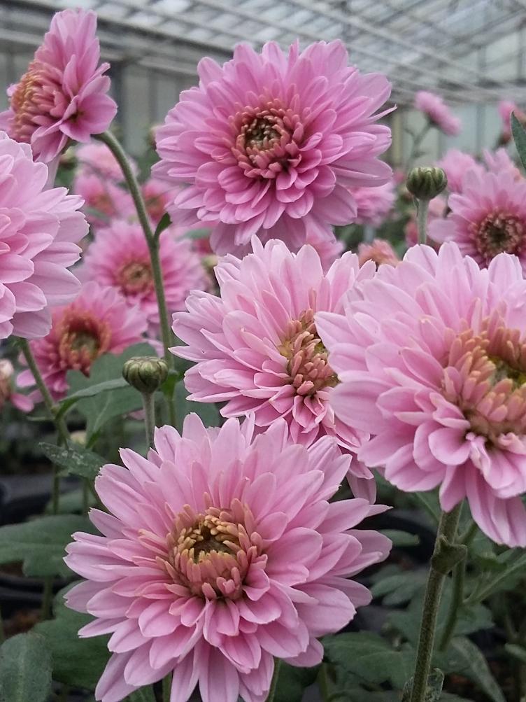 Chrysanthemum x grandiflorum `Rosa von Schwanden`
