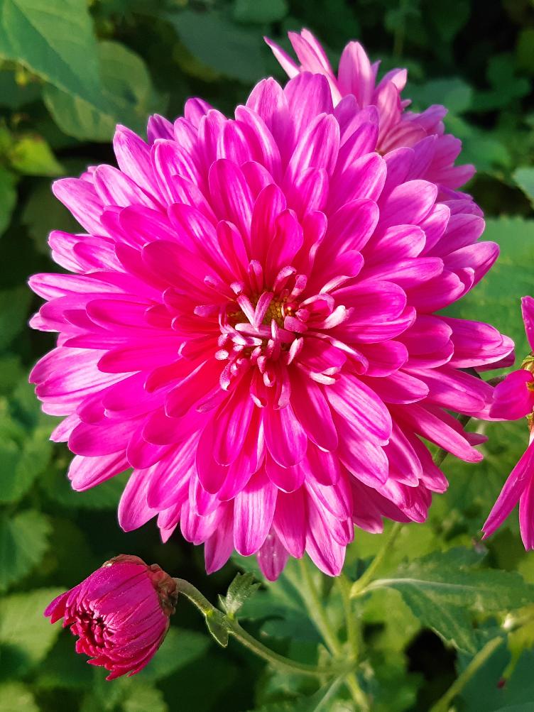 Chrysanthemum x grandiflorum `Rosa von Spino`