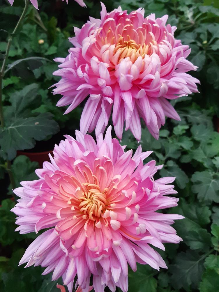 Chrysanthemum x grandiflorum `Rosaria`