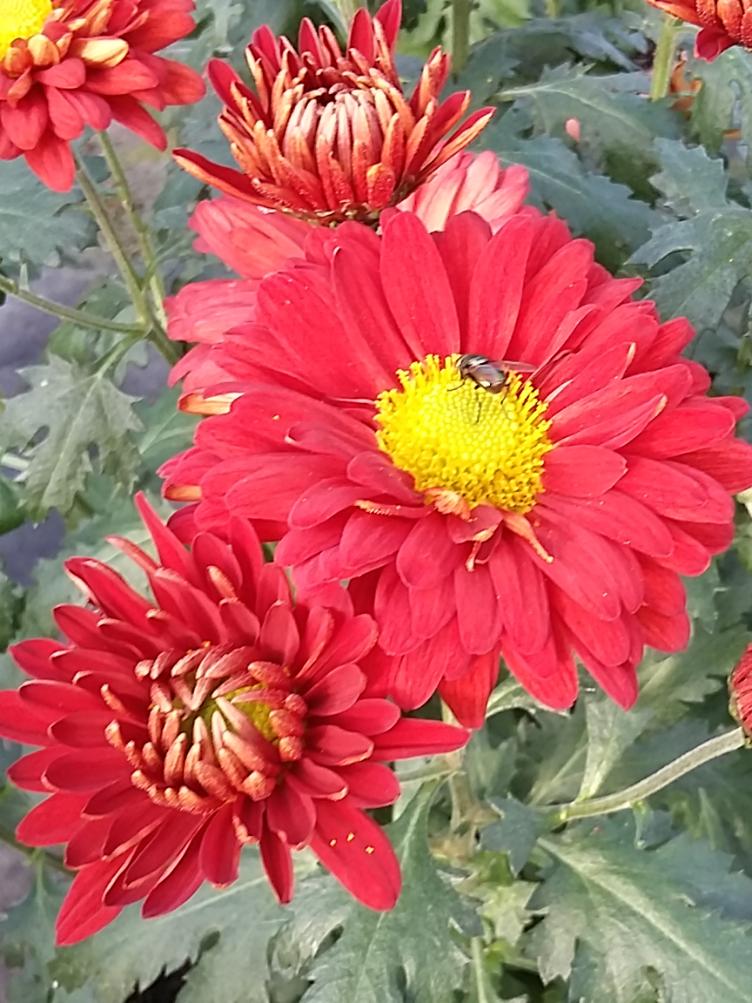 Chrysanthemum x grandiflorum `Rosso`