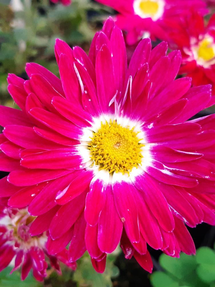 Chrysanthemum x grandiflorum `Rote von Oppligen`