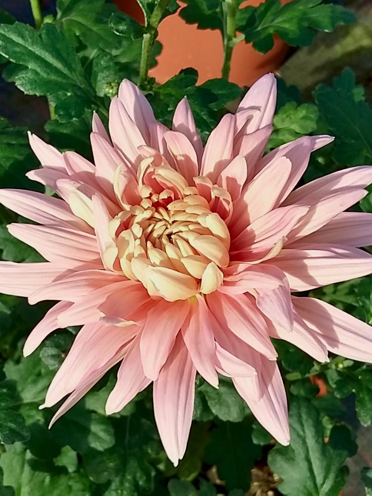 Chrysanthemum x grandiflorum `Salmone`