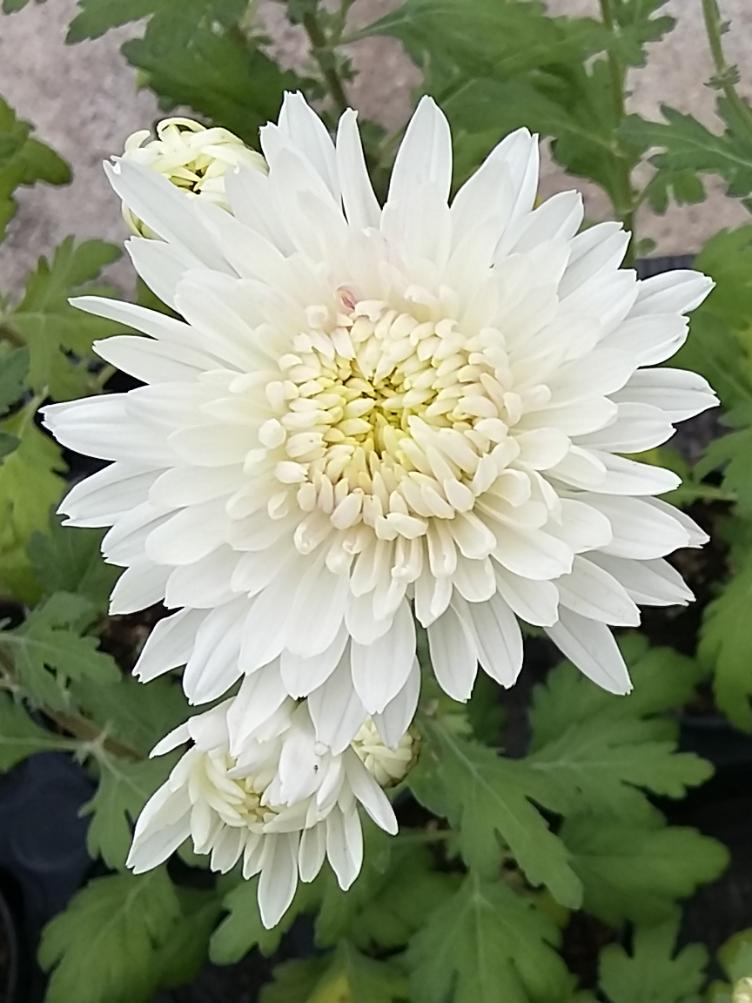 Chrysanthemum x grandiflorum `Sassalb`