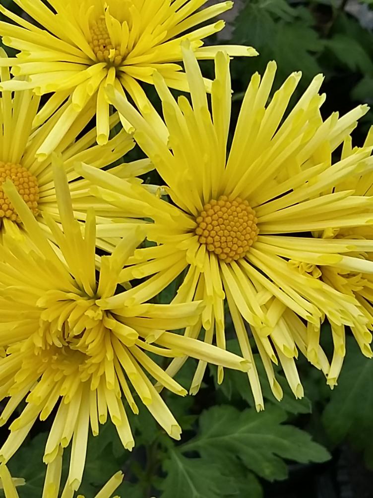 Chrysanthemum x grandiflorum `Satelitte`