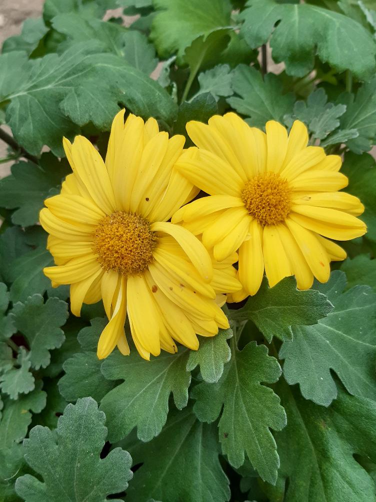 Chrysanthemum x grandiflorum `Schaffhausen`