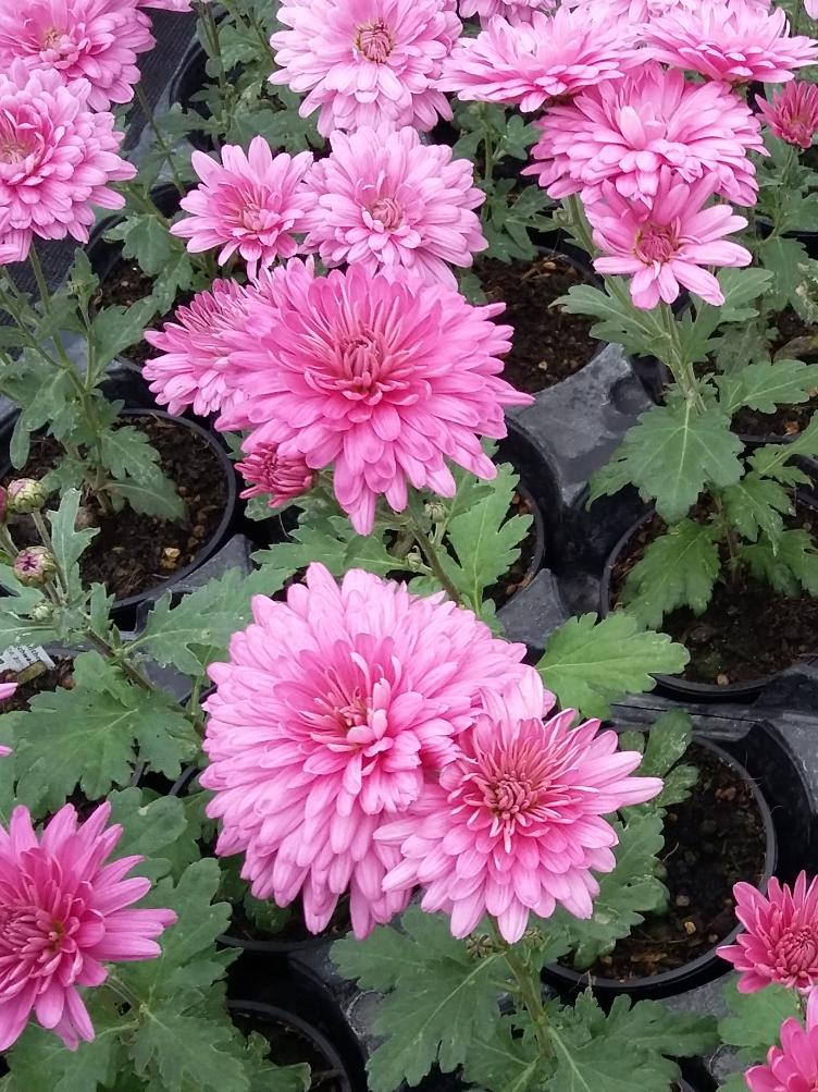 Chrysanthemum x grandiflorum `Schweizerland`