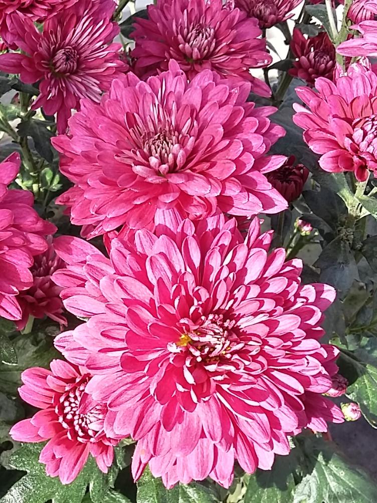 Chrysanthemum x grandiflorum `Scorpio`