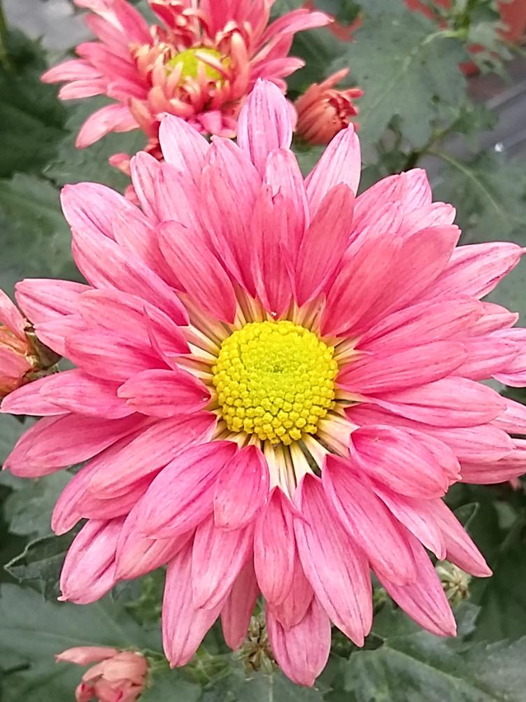 Chrysanthemum x grandiflorum `Siècle`