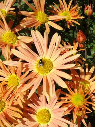 Chrysanthemum x grandiflorum `Solina`
