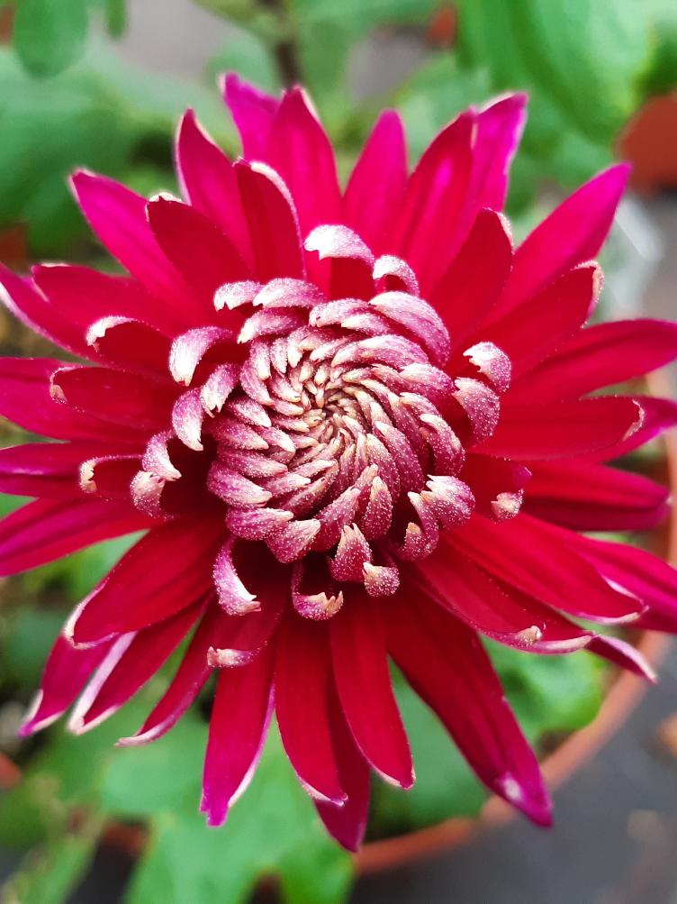 Chrysanthemum x grandiflorum `Speer`