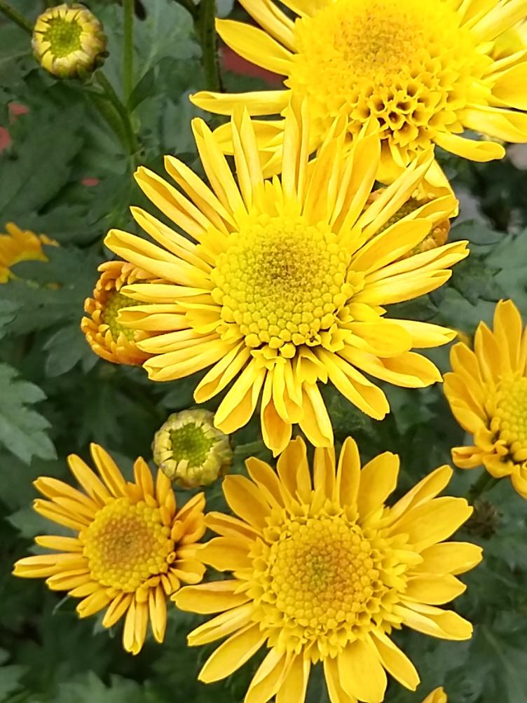 Chrysanthemum x grandiflorum `Tesorino`