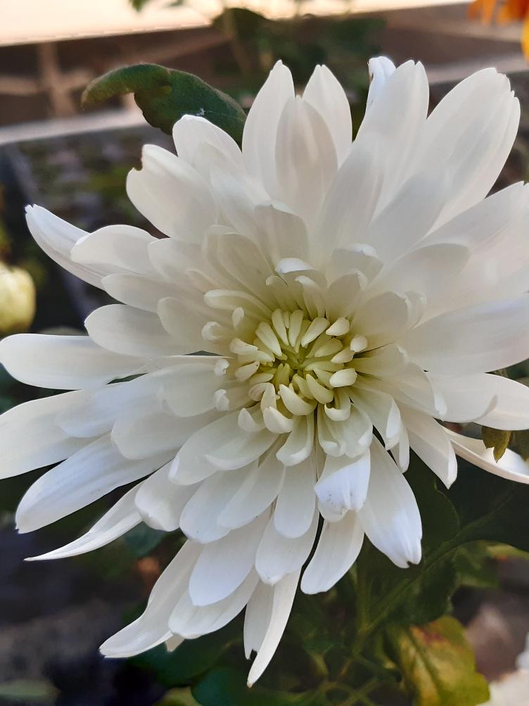 Chrysanthemum x grandiflorum `Thurgau`