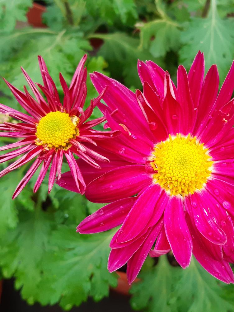 Chrysanthemum x grandiflorum `Unterwalden`