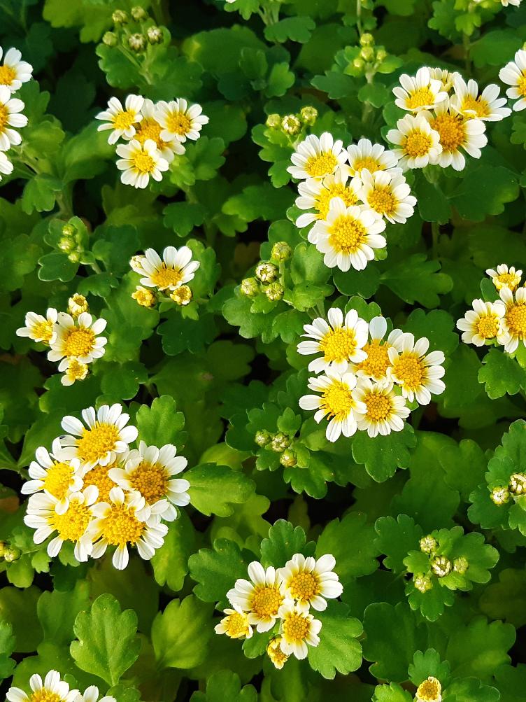 Chrysanthemum x grandiflorum `von Oerlingen`