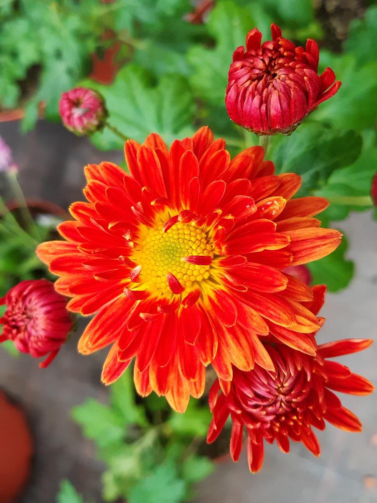 Chrysanthemum x grandiflorum `Vreneli`