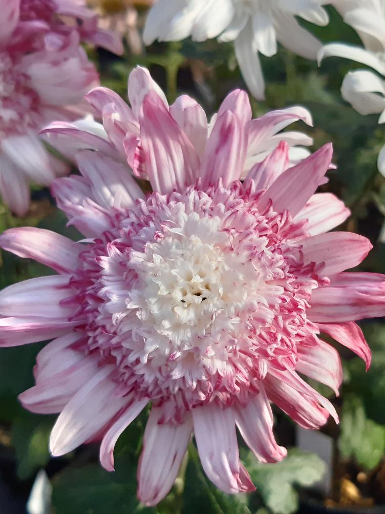 Chrysanthemum x grandiflorum `Weisse von Dallenbach`