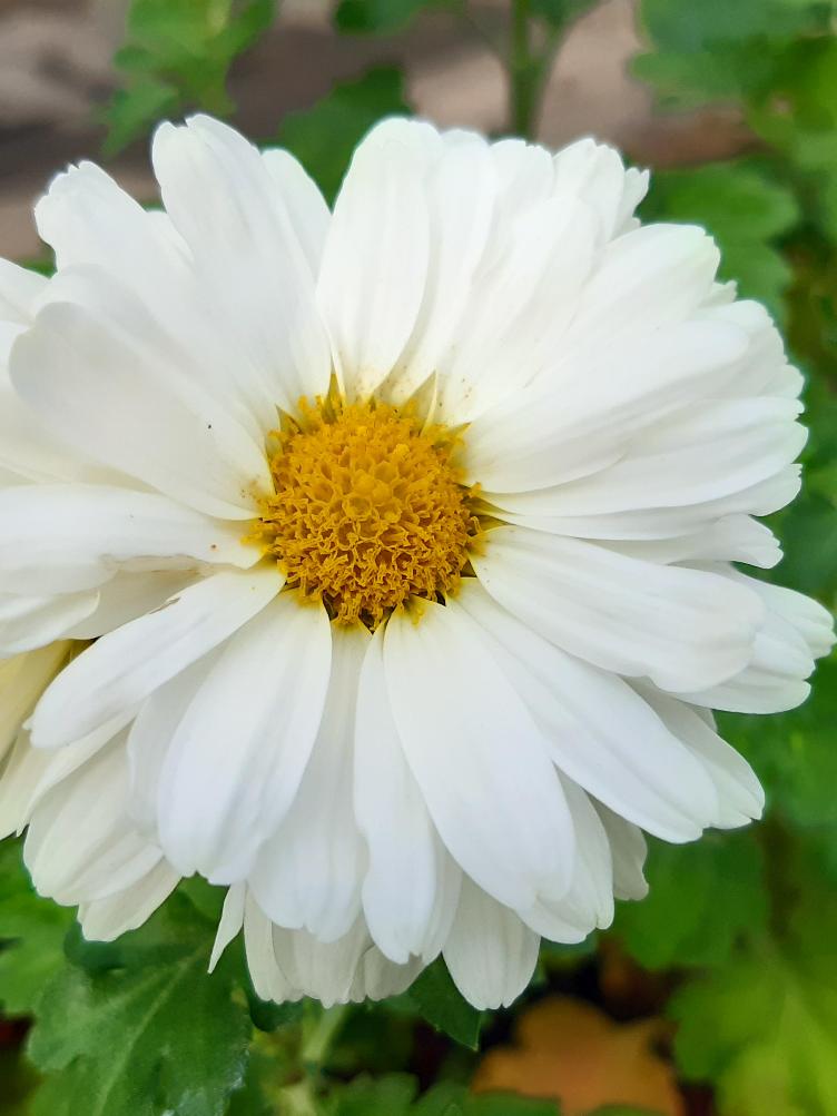 Chrysanthemum x grandiflorum `Weisse von Rikon`