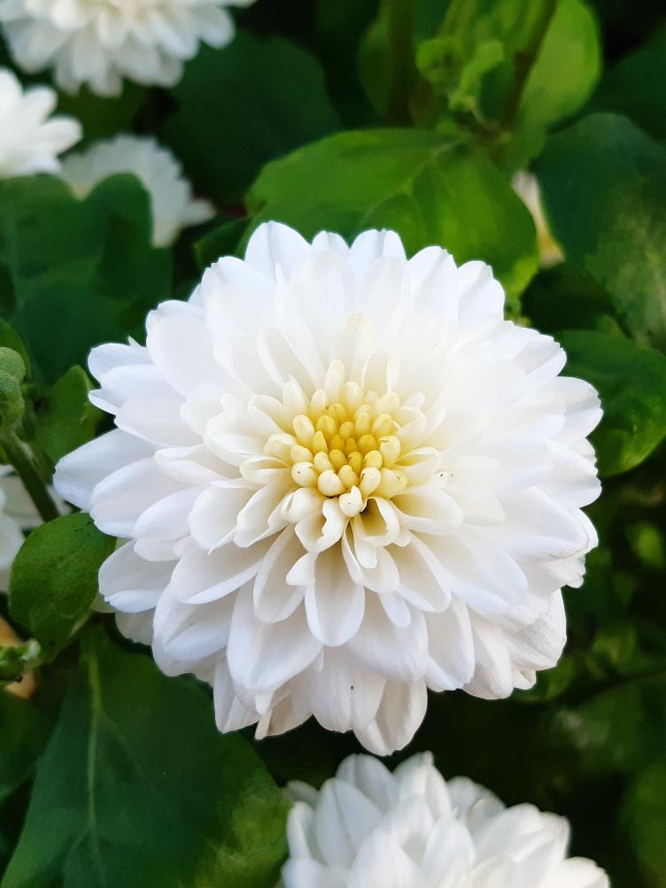Chrysanthemum x grandiflorum `White Bouquet`