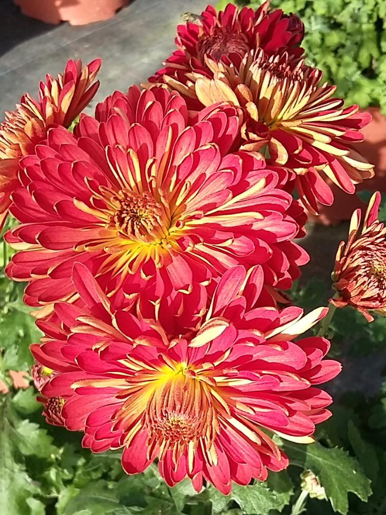 Chrysanthemum x grandiflorum `Wuilliens`
