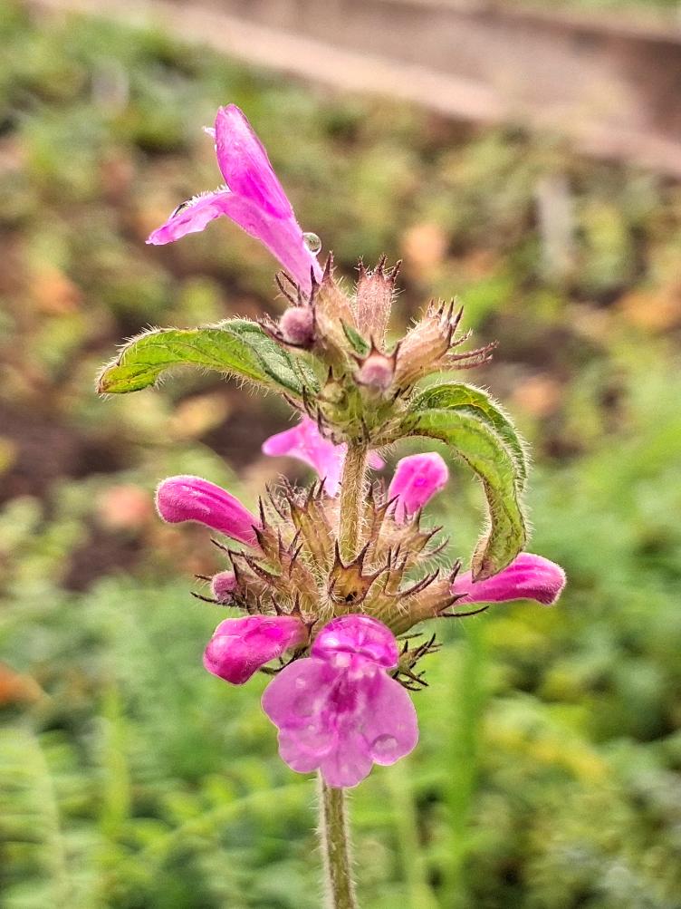 Clinopodium vulgare