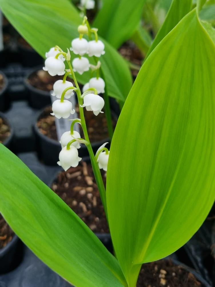Convallaria majalis