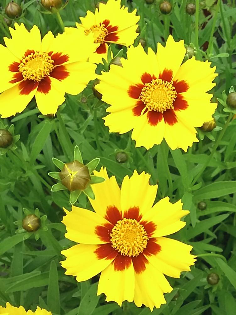 Coreopsis grandiflora `Sonnenkind`