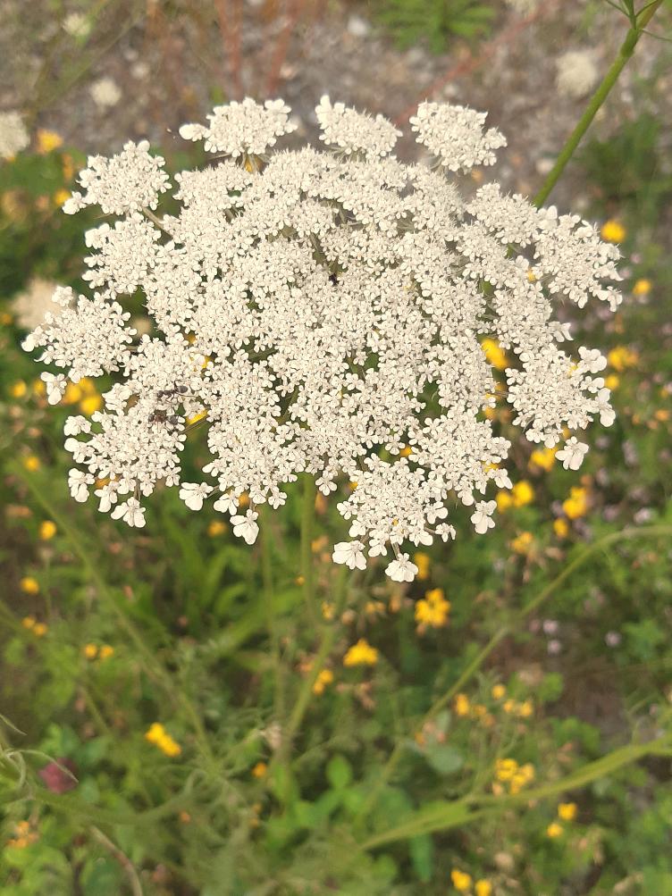 Daucus carota