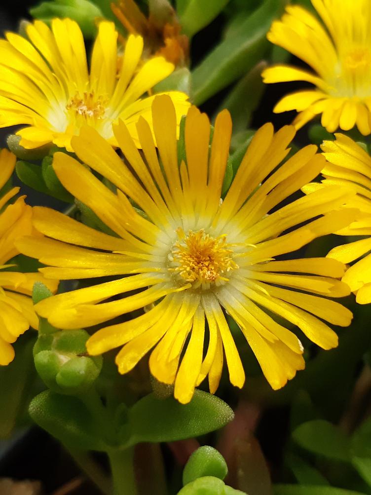 Delosperma `Golden Wonder`