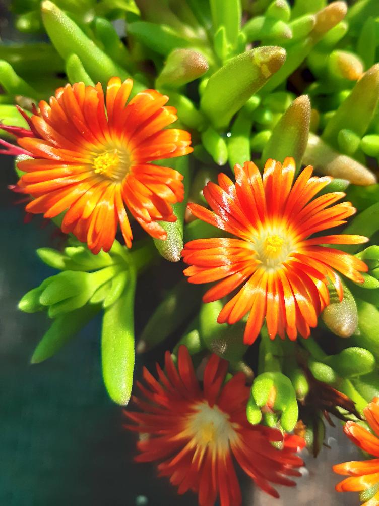 Delosperma `Hot Orange`