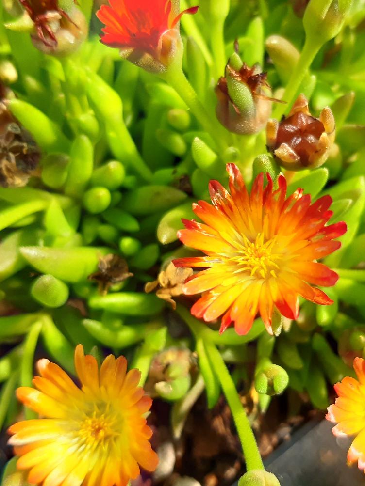 Delosperma `Lucia`