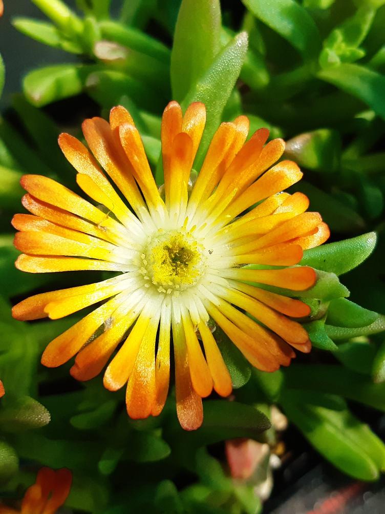 Delosperma `Orange Wonder`