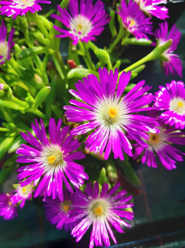 Delosperma `Purple Wonder`