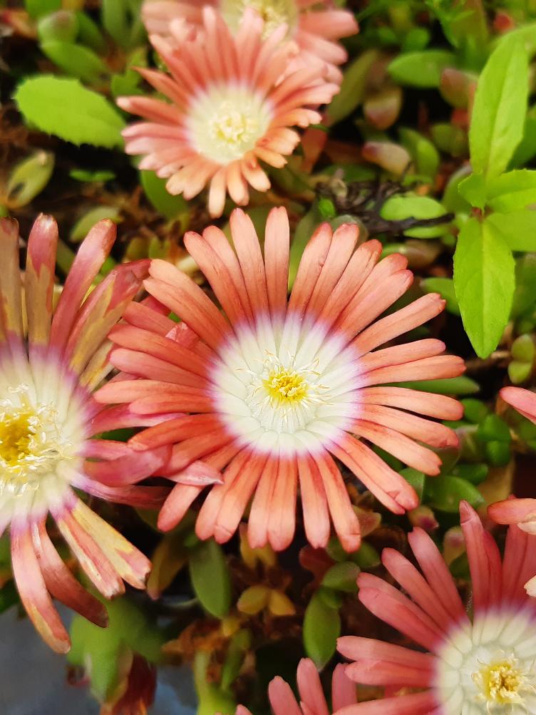 Delosperma `Red Mountain`