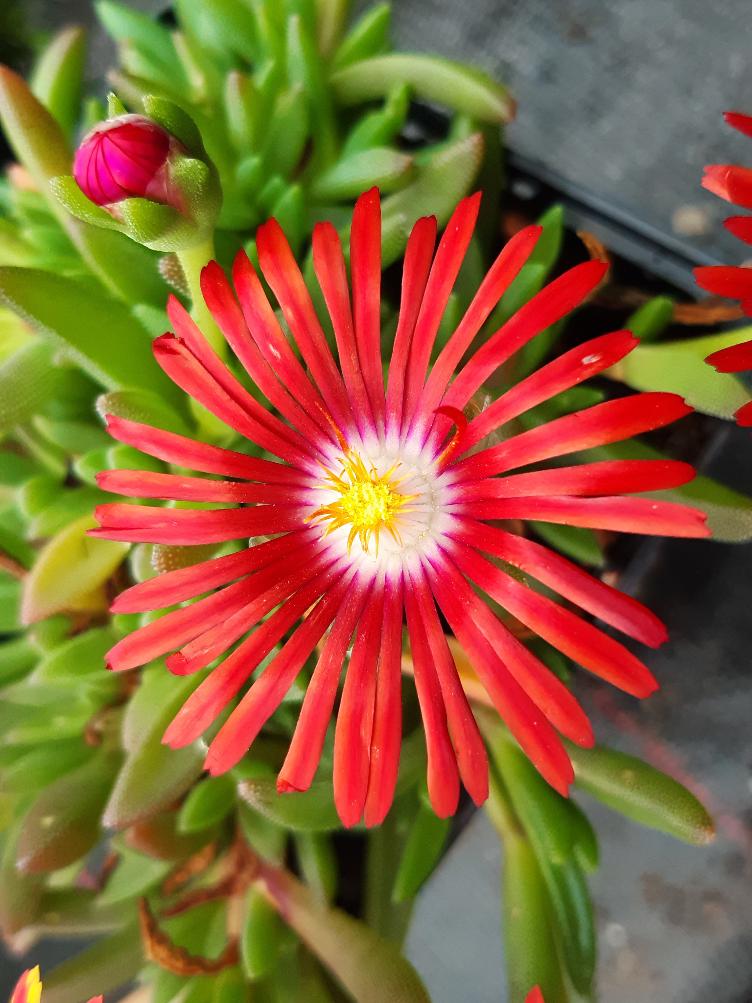 Delosperma `Rote Flamme`
