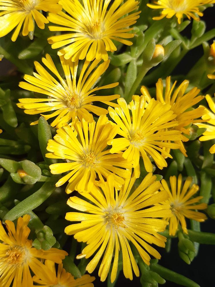 Delosperma `Sundiamonds Yellow`