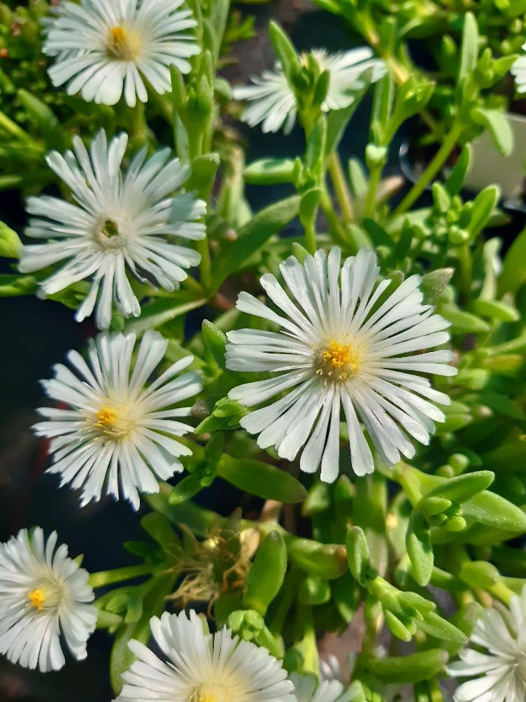 Delosperma `White Improved`