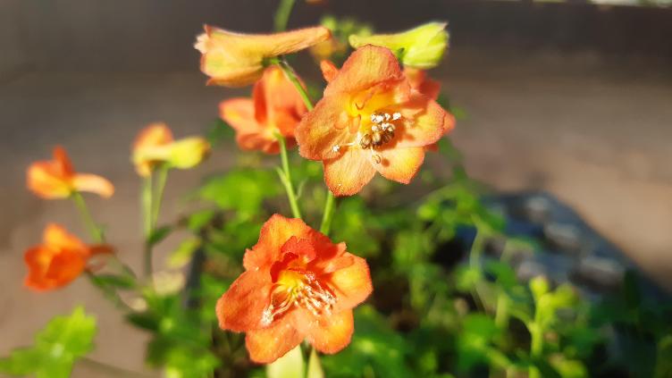Delphinium nudicaule `Fox`
