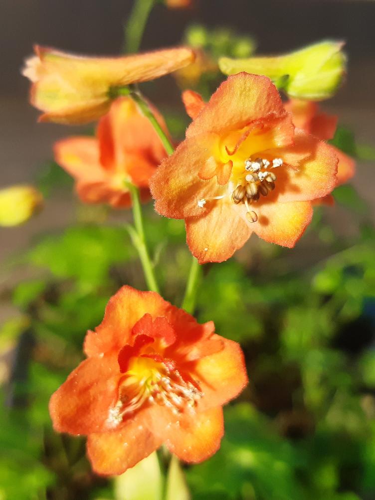Delphinium nudicaule `Fox`