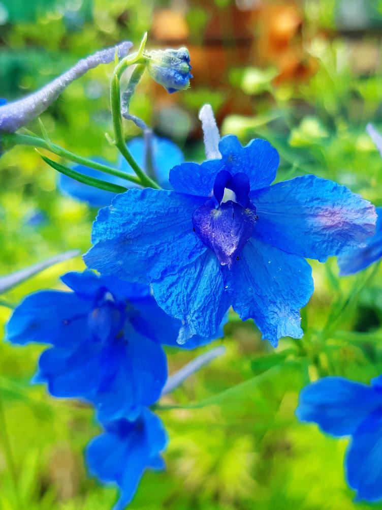 Delphinium tatsiense