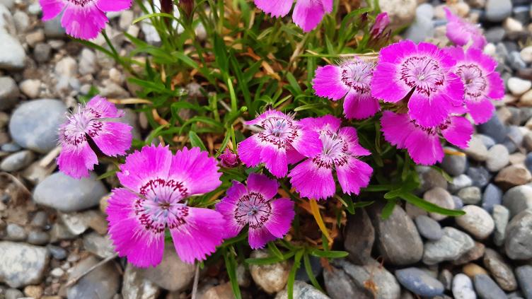 Dianthus alpinus