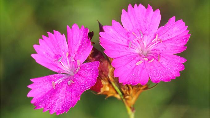Dianthus carthusianorum