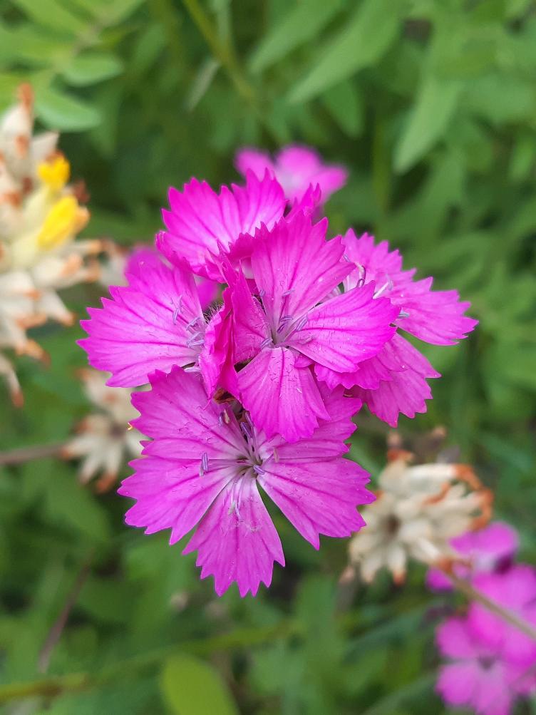 Dianthus carthusianorum