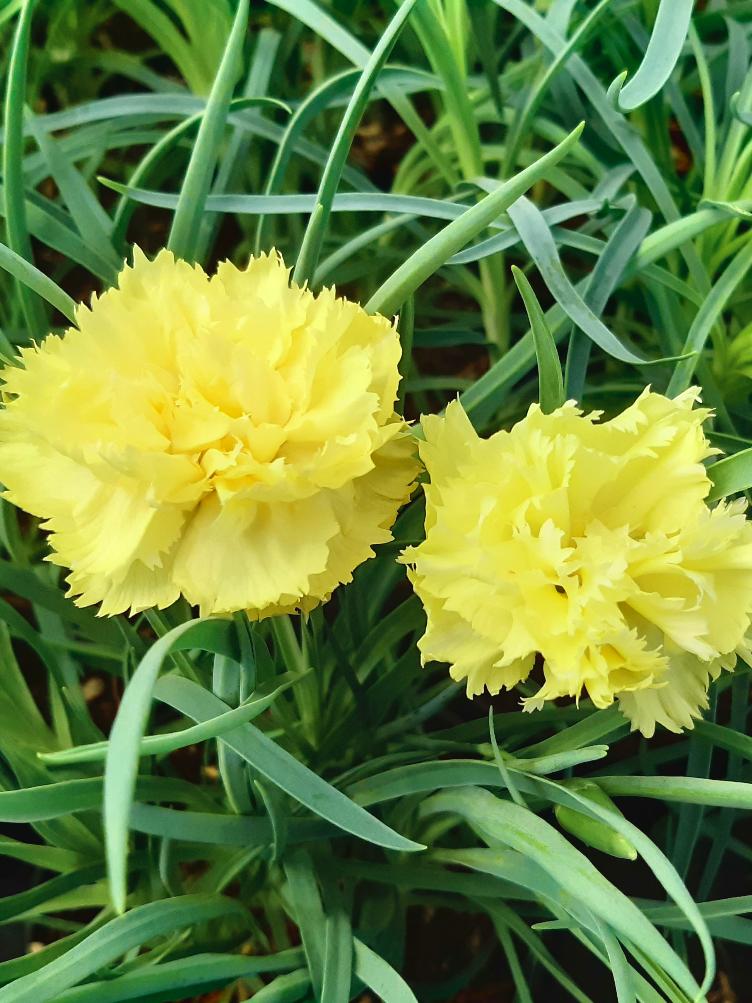 Dianthus caryophyllus `Grenadin Sonne`